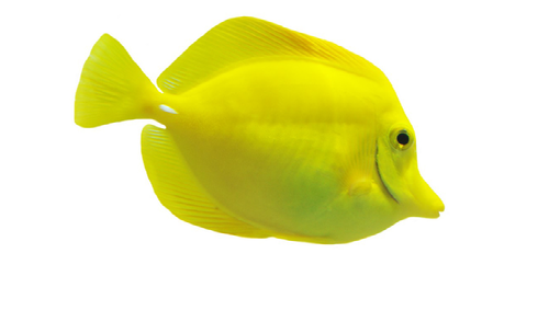 CITES Marine Ornamental Fishes - An industry framework