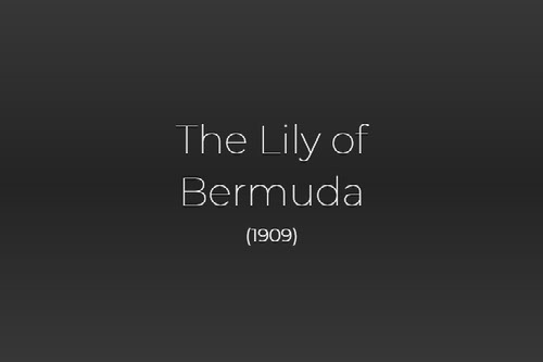 The Lily of Bermuda