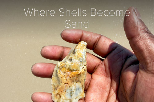 Where Shells Become Sand