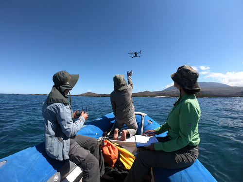 From a drone's eye view— New tools improve Iguana conservation in the Galápagos