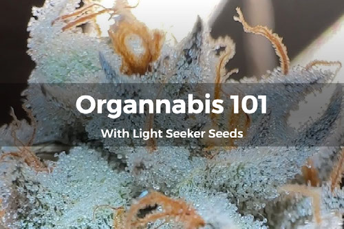 Organnabis 101