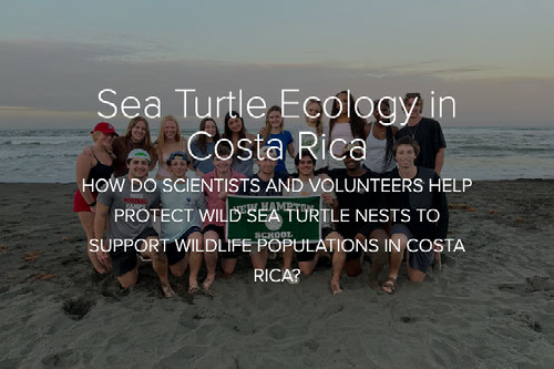 Sea Turtle Ecology in Costa Rica