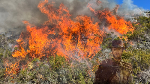 Fuego y Matorral