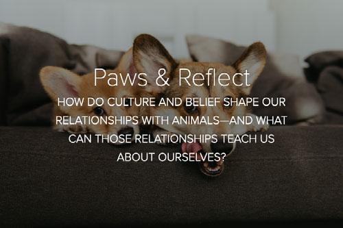 Paws & Reflect