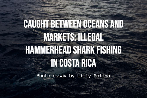 Caught Between Oceans and Markets: Illegal Hammerhead Shark Fishing in Costa Rica