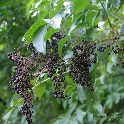 Elderberry Ink