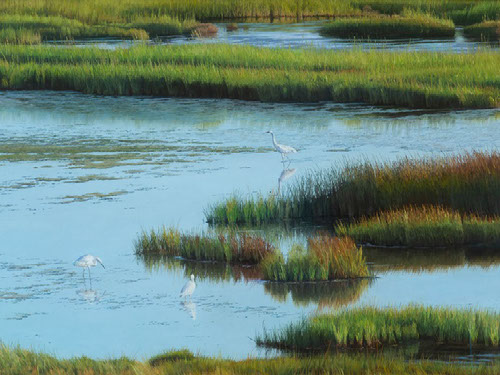 Cindy House - Preserving Nature's Splendor