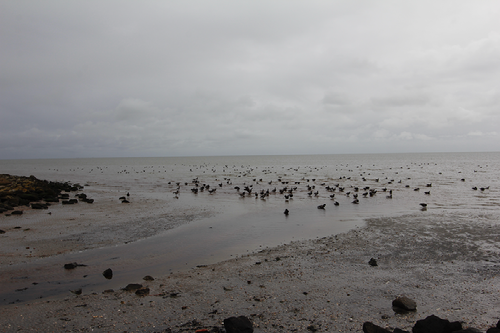 Terschelling