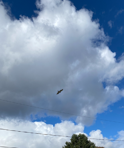 Hawks in Focus